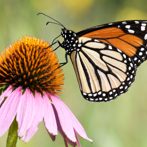 butterfly landing on a flower