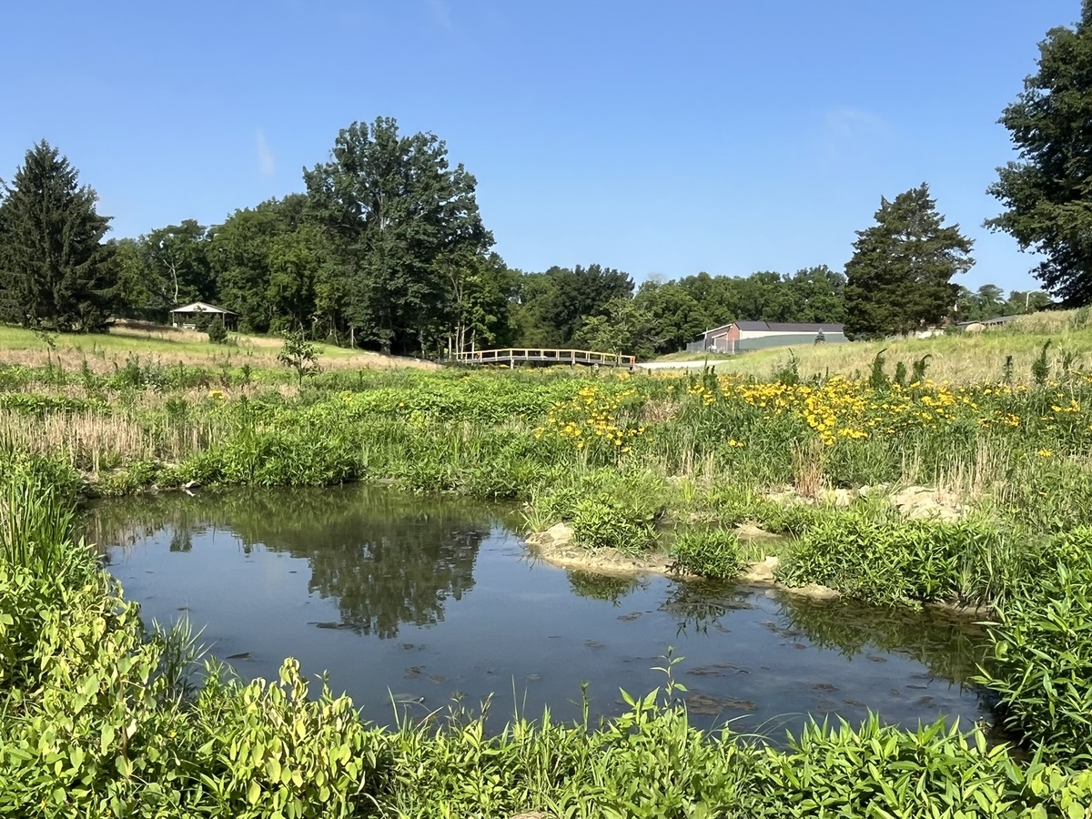 Picture of new wetland at Landen-Deerfield Park